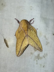Syssphinx bisecta