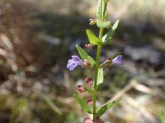 Scutellaria parvula australis