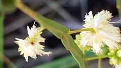 Acacia willdenowiana