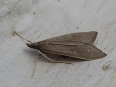 Mecyna asinalis