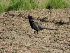 Phasianus versicolor