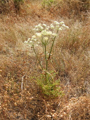 Thapsia gummifera
