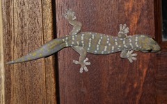Oedura tryoni