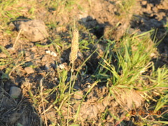 Alopecurus pratensis