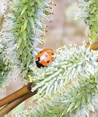 Coccinella septempunctata