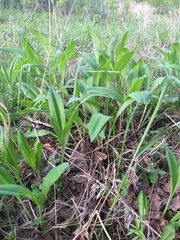 Allium microdictyon