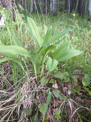 Allium microdictyon