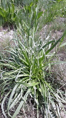 Plantago salsa
