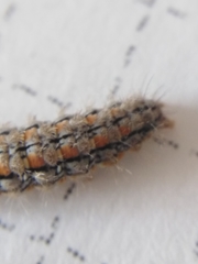 Eilema palliatella