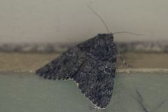 Catocala umbrosa