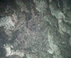 Catocala umbrosa