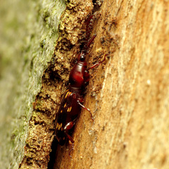 Arrhenodes minutus
