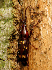 Arrhenodes minutus