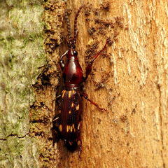 Arrhenodes minutus