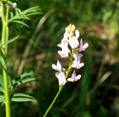 Astragalus sulcatus