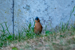 Fringilla coelebs