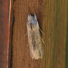 Cucullia umbratica