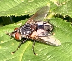 Blepharipa pratensis