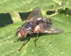 Blepharipa pratensis