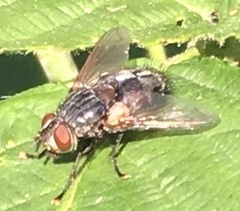 Blepharipa pratensis