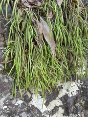 Dendrobium striolatum