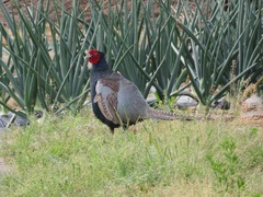 Phasianus versicolor