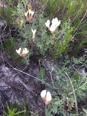 Astragalus albicaulis