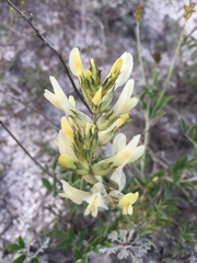 Astragalus albicaulis