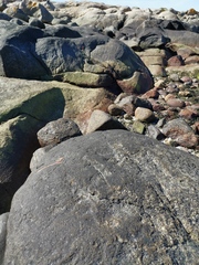 Hydropunctaria maura