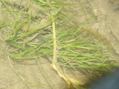 Potamogeton pusillus