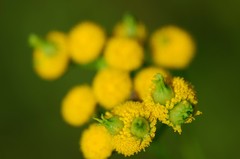 Rhopalomyia tanaceticola