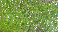 Potamogeton pusillus