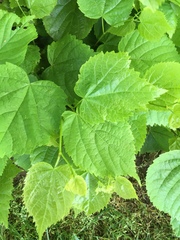 Tilia cordata