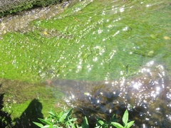 Potamogeton pusillus