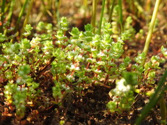 Illecebrum verticillatum