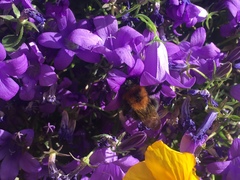 Bombus hypnorum