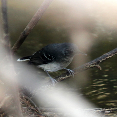Hypocnemoides maculicauda