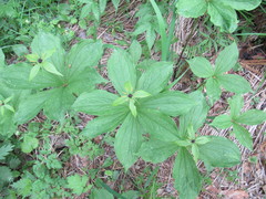 Paris verticillata