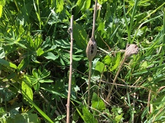 Lasioptera artemisiae