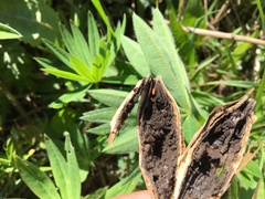 Lasioptera artemisiae