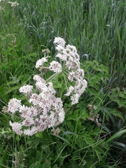 Heracleum sphondylium
