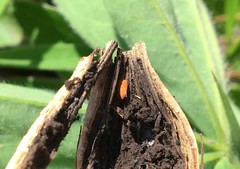 Lasioptera artemisiae