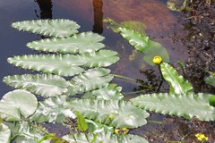Nuphar sagittifolia