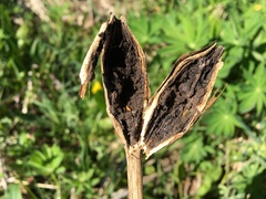 Lasioptera artemisiae