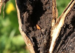 Lasioptera artemisiae