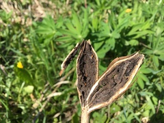 Lasioptera artemisiae