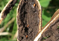 Lasioptera artemisiae