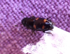 Glischrochilus hortensis