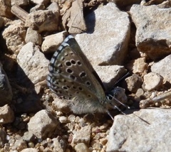 Pseudophilotes panoptes