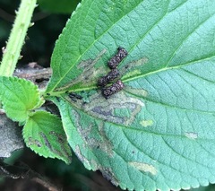 Octotoma scabripennis